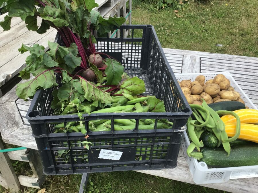 runner beans and beetroot from our allotment