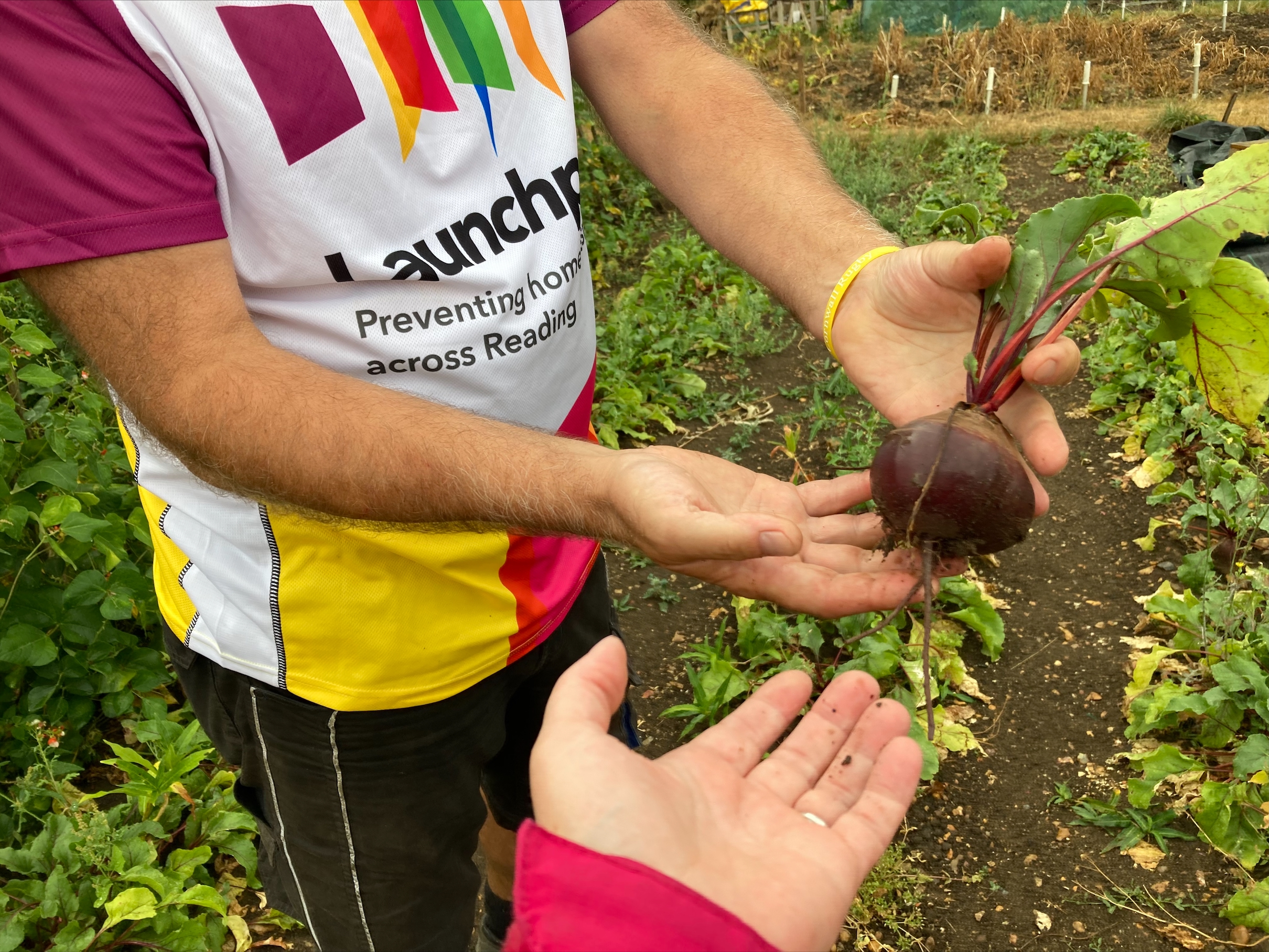 Holding beetroot