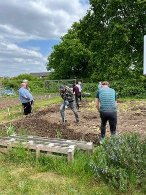 Adults digging on our allotment