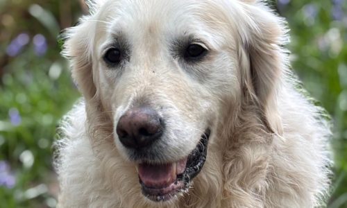 A close-up photo of one of the Launchpad team's dogs - to promote 'Walkies' our dog walking event.